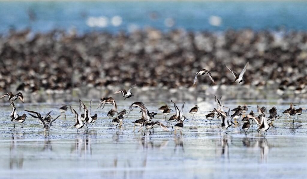 China works to better protect global bird migration routes