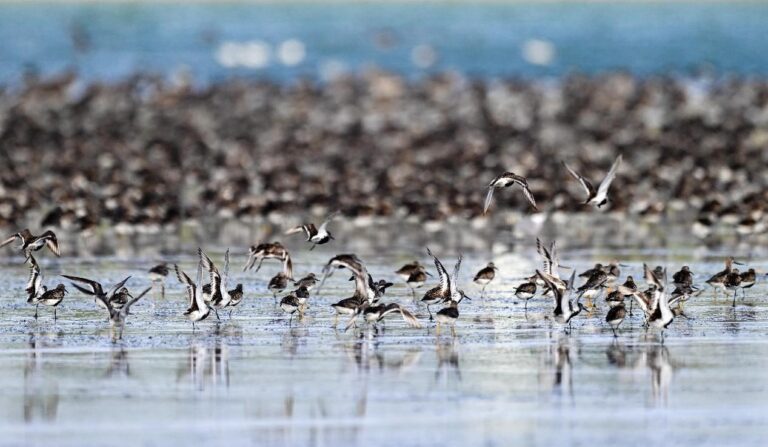 China works to better protect global bird migration routes