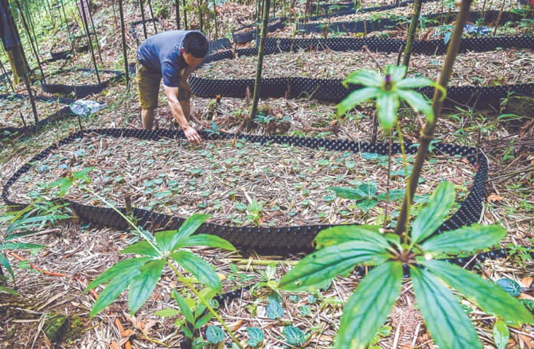 Sound mountain ecology contributes to prosperity in China's Fujian