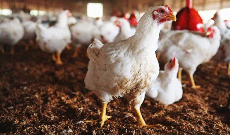 chicken meat prices
