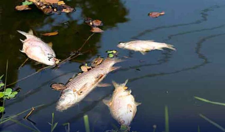 Thousands of Fish Mysteriously Die in Rawal Dam
