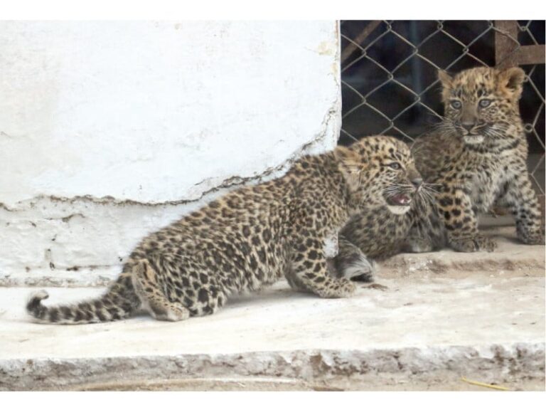 AJK Wildlife Department