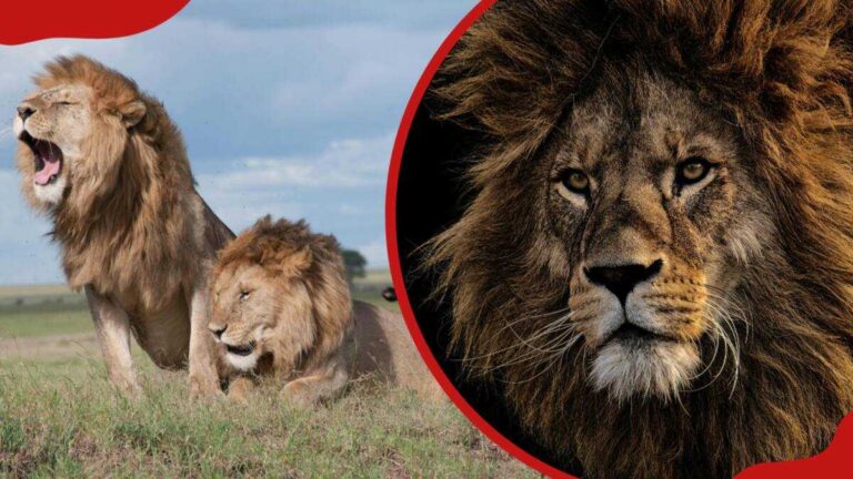 Best Movies with Lions of All Time: Must-Watch Lion Films Best Movies with Lions of All Time: Must-Watch Lion Films