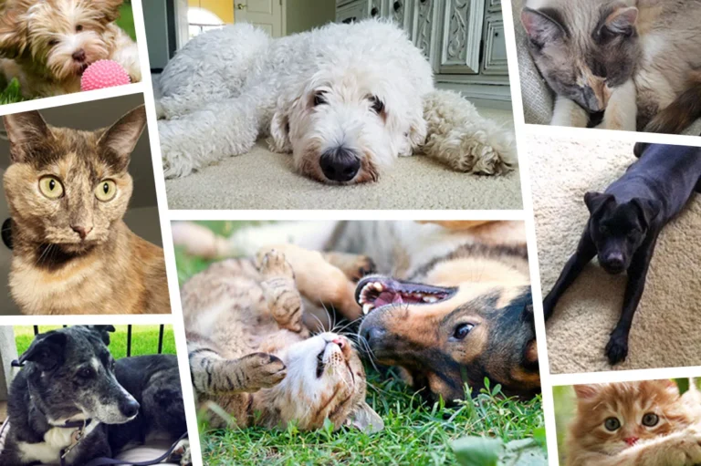 What Your Pet Says About Your Personality What Your Pet Says About Your Personality