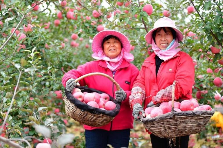 How "small apples" march into "big industry" in Yan'an