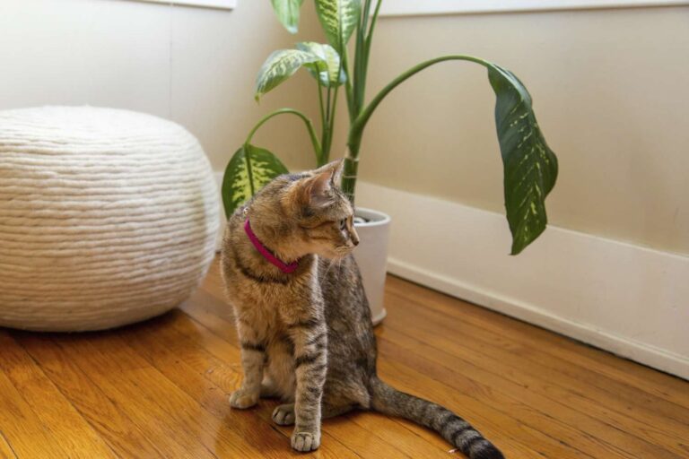 Houseplants