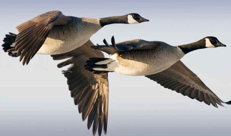 Hunting of ducks