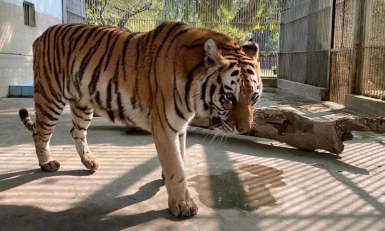Female Bengal tiger