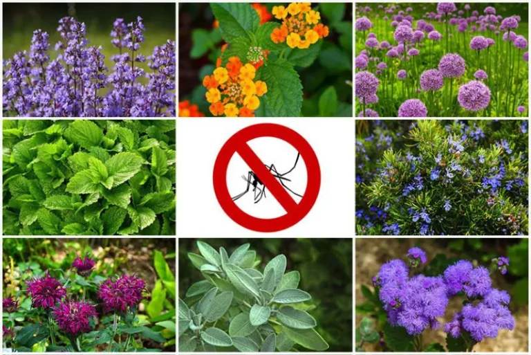 Plants That Will Help Keep Bugs and Mosquitoes Away