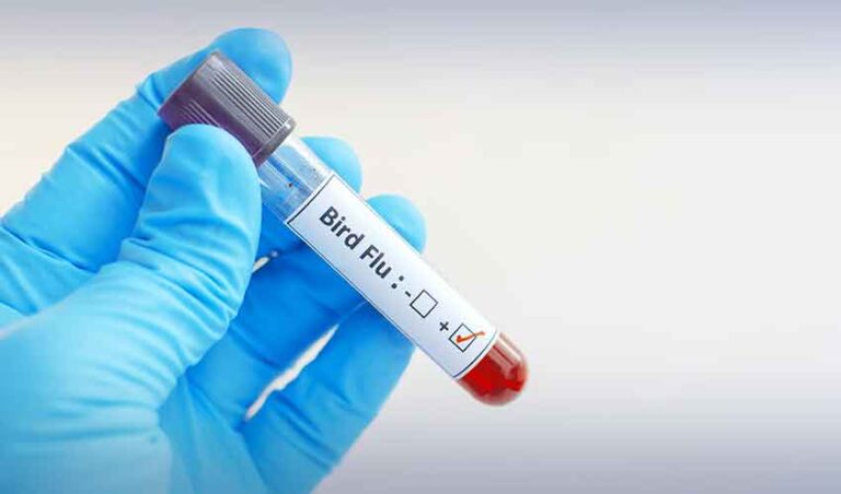 bird flu