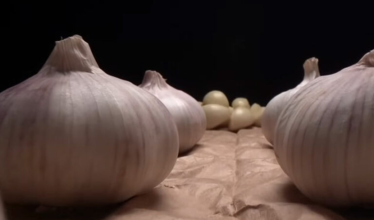Garlic
