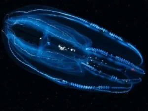 Researchers Discover Comb Jellyfish That Can Reverse Its Age