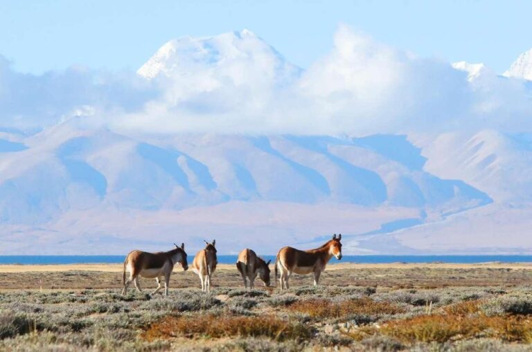 Xizang keeps enhancing efforts in ecological conservation