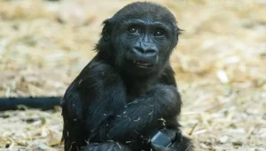 Canada: 2-Year-Old Gorilla Dies Due to Zookeeper's Negligence