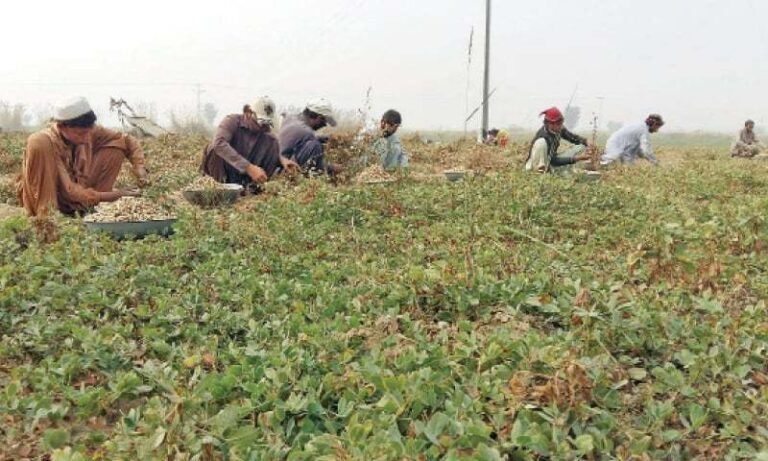 Peanuts cultivation