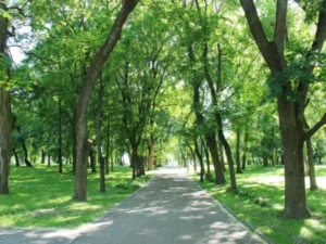 Lack of Trees to Protect Urban Residents from the Sun
