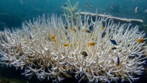 World's largest coral discovered by scientists in Pacific Ocean