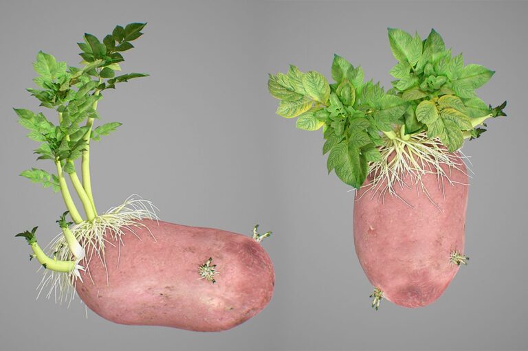 Young Potato Collectors earn Rs1000 to Rs1300 daily