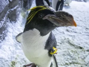 North America's Oldest Macaroni Penguin Celebrates 40th Birthday