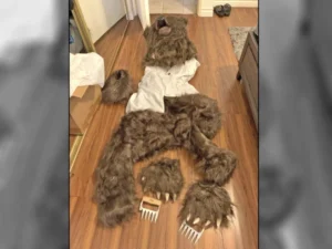 Four Individuals Arrested for Impersonating a Bear to Scam Insurance Companies