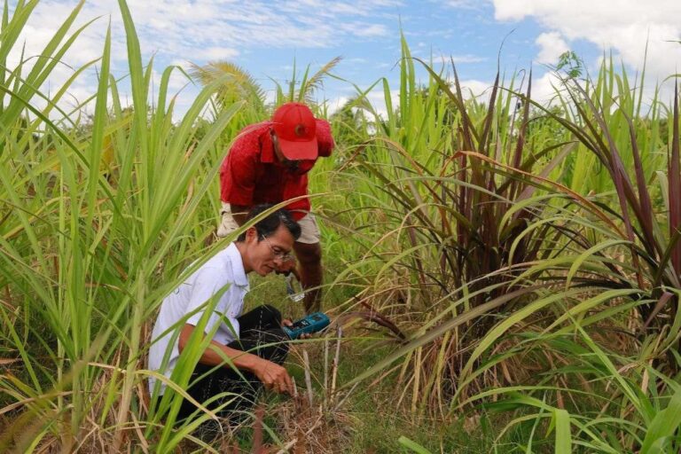 China's Juncao technology brings win-win outcomes to Fiji