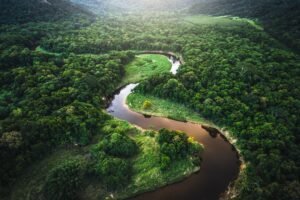 Amazon Forest
