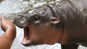 A Hippopotamus Makes It to the List of the World's Most Stylish People