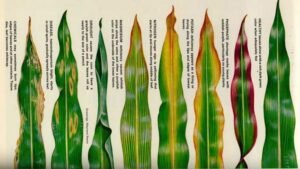 Deficiency of Different Nutrients in Plants