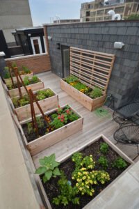 Kitchen Gardening at roof top