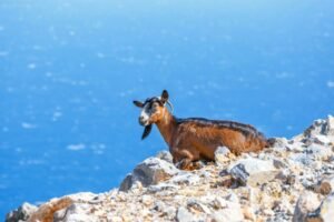 Kri-kri Goat or Ibex Goat….Most rare and unique inhabitant of Crete