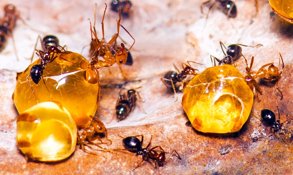 “The World nothing but a huge drop of honey”
