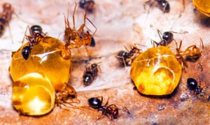 “The World nothing but a huge drop of honey”