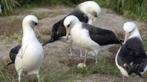 World's Oldest Wild Bird Lays Egg at Nearly 74 Years of Age