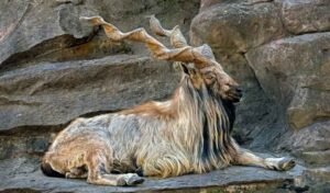 Record Bid in Pakistan for Markhor Hunting