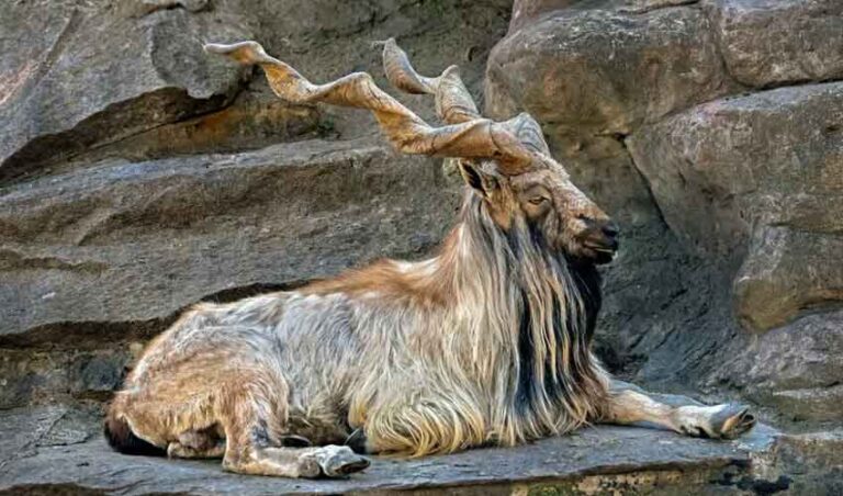 Record Bid in Pakistan for Markhor Hunting