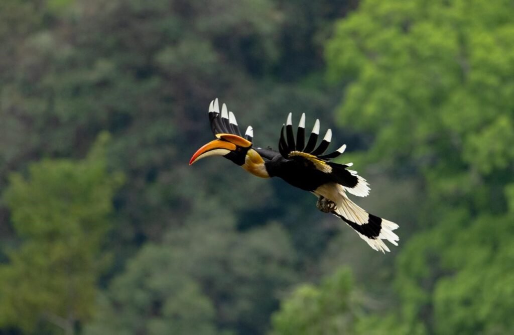 Bird-watching activities bring both ecological; economic benefits to