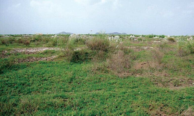 Punjab Forest deptt starts using hydroseeding technology for barren lands