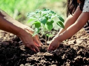 Workers plant saplings during Punjab's large-scale tree plantation campaign aimed at expanding forests and strengthening climate resilience.