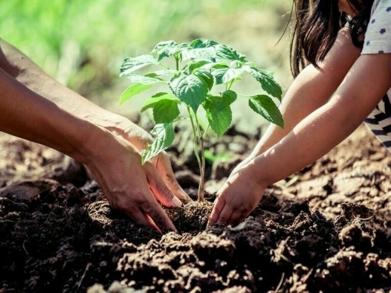 Pakistan achieves 68% target of planting trees under Green Pakistan Program