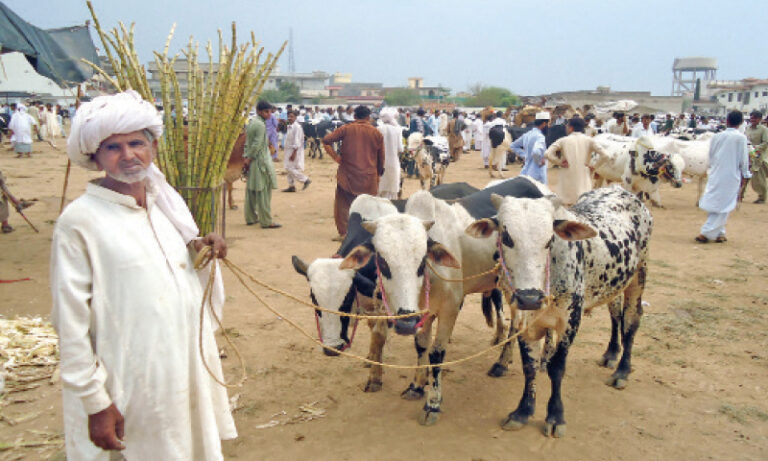 Punjab dominates national livestock sector with 104m animals