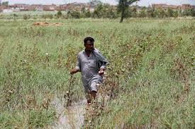 Punjab’s Kharif crops remain resilient despite floods: Experts