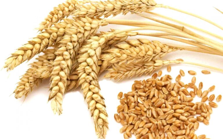 Wheat sown over 3m acres as Punjab targets 16.5 million in 2025-26
