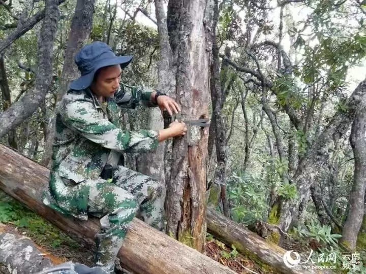 Father and son devoted over 30 years to protecting the Yunnan golden hair monkeys