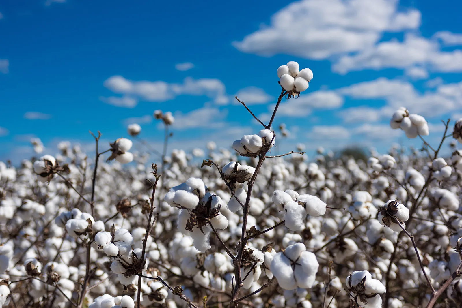 ‘National Cotton Plan 2025’ in final stage as govt moves to revive cotton production