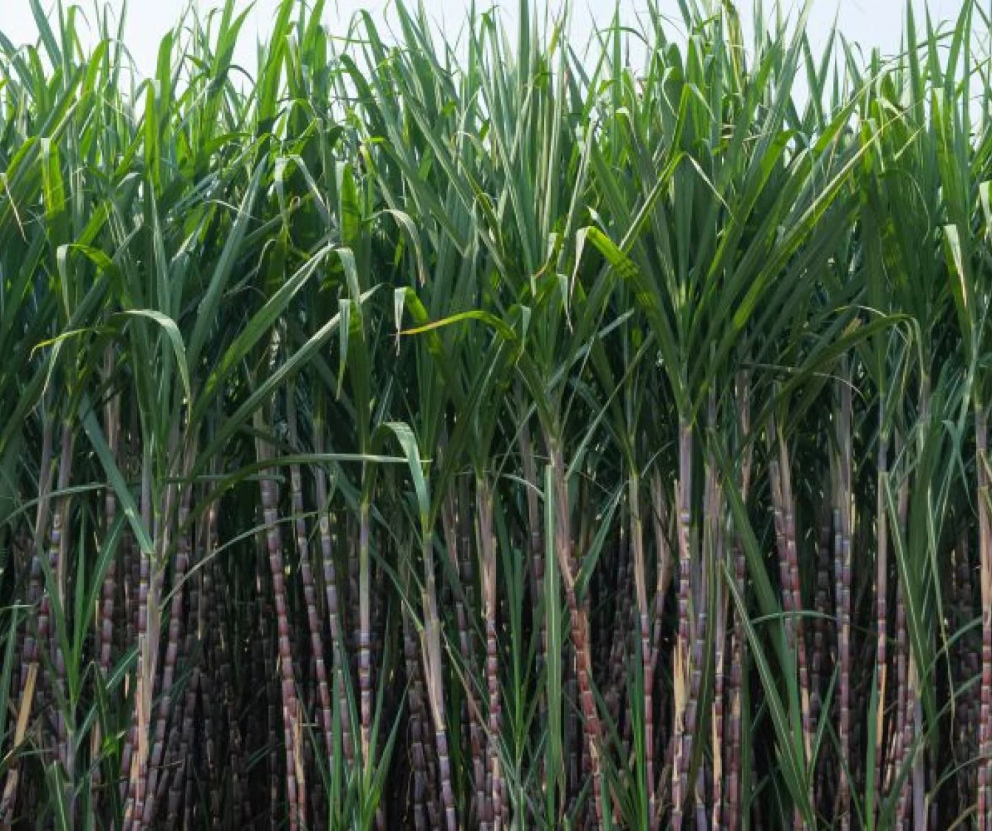 Sugarcane production rises in 2025-26, hits 1.213 million hectares