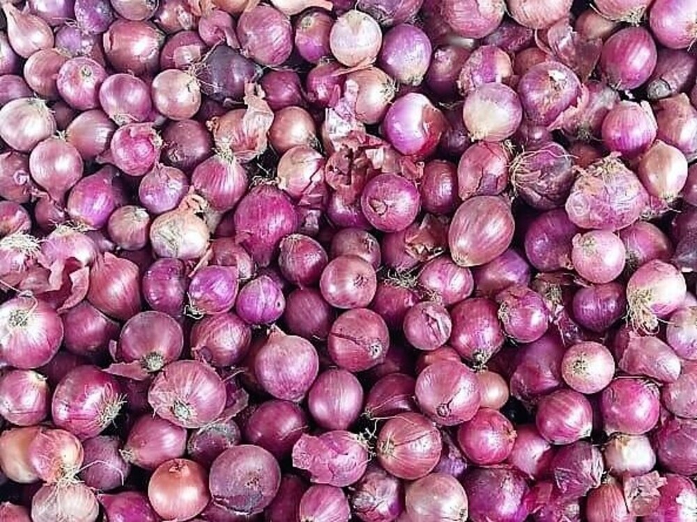 Pakistan sets 2.78 million ton onion production target for 2025-26