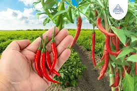 Chili cultivation and production goes up in Pakistan in 2025-26