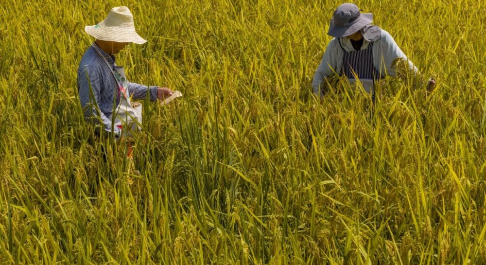 China emerges as a global leader in seed industry innovation