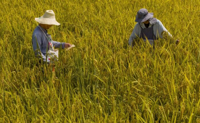 China emerges as a global leader in seed industry innovation
