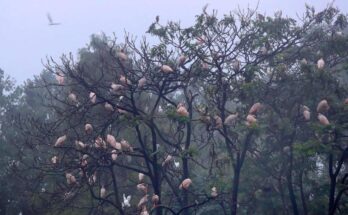 'Home of Crested Ibis' leverages ecological resources for sustainable prosperity
